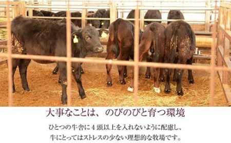 76-57新潟県産牛（長岡産）サーロインステーキ450g＆ランプステーキ2枚（計300g）