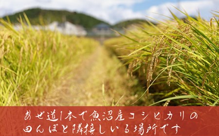 J8-5N101【越の金翔米】新潟県長岡産コシヒカリ10kg（特別栽培米）