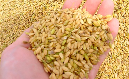 H4-51A想天坊 純米しぼりたて生原酒 1800ml【河忠酒造】（2025年11月下旬以降発送）