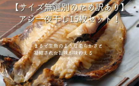 76-92【訳あり】不揃い 新潟県産アジ一夜干し 15枚セット(サイズ無選別)