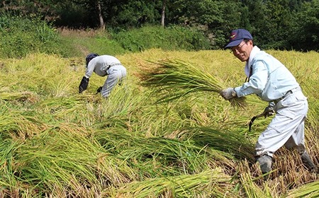 43-11杜々の妖精コシヒカリ10kg（5kg×2袋）全国名水百選栃尾産