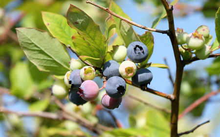 ブルーベリー・ナツハゼ・ブラックベリー無添加ジャム3種セット