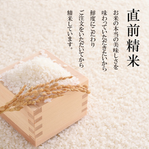 新潟県産 コシヒカリ10kg 令和7年 三条 コシヒカリ