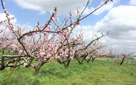 先行予約 黄桃 約3kg [9月上旬から発送予定] 令和7年度 贈答用 新潟県 三条市産 黄金桃 ゴールデンピーチ もも [三条果樹専門家集団] 【017S041】