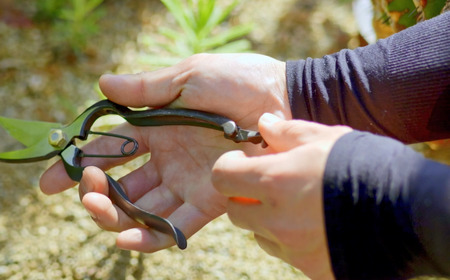 剪定鋏 YP190 [外山刃物] 鍛造 燕三条製 園芸 盆栽 プロ仕様 宗家秀久