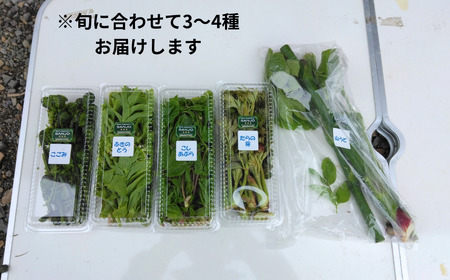 先行予約 [数量限定] おまかせ天然山菜セット(3～4種500g) [4月上旬から順次発送予定] 新潟県 三条市 下田産 【020S069】