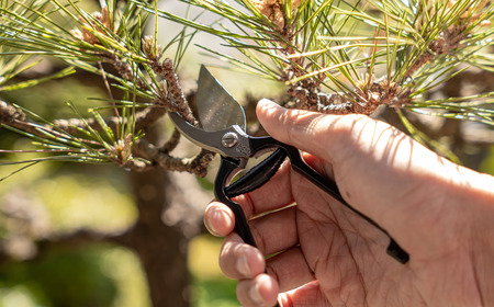 剪定バサミ Makino Edition 牧野富太郎 数量限定 ツヴィリング 燕三条製 園芸用品