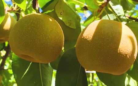 先行予約 和梨 幸水 約5kg 令和8年度 新潟県 三条市産 梨 [しなのがわジューシーファーム]【015S131】