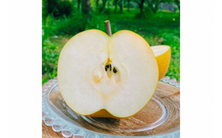 先行予約 和梨 豊水 自家用 約5kg 令和8年度 新潟県 三条市産 梨 しなのがわジューシーファーム