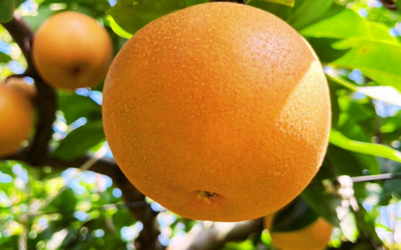 先行予約 和梨 あきづき 約3kg 令和8年度 新潟県 三条市産 梨 [しなのがわジューシーファーム]【010S486】