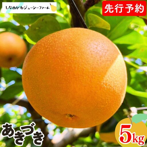 先行予約 和梨 あきづき 約5kg 令和8年度 新潟県 三条市産 梨 [しなのがわジューシーファーム]【015S133】