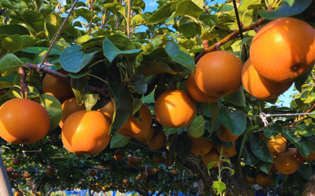 先行予約 和梨 あきづき 自家用 約5kg 令和8年度 新潟県 三条市産 梨 しなのがわジューシーファーム