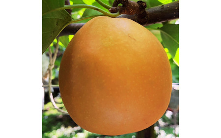 先行予約 新高梨 約3kg [10月上旬から発送予定] 新潟県 新高 三条市産 新高 梨 [しなのがわジューシーファーム]