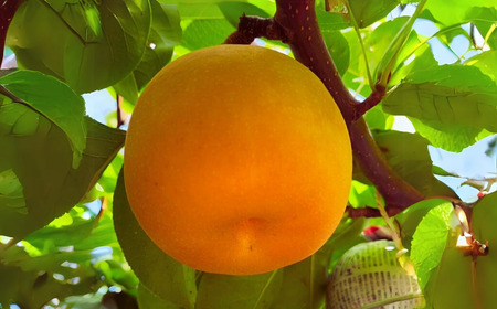 先行予約 和梨 新高 約5kg 令和8年度 新潟県 三条市産 梨 [しなのがわジューシーファーム]【015S134】