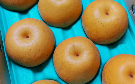 2026年産先行予約 和梨 新興 自家用 約5kg 令和8年度 新潟県 三条市産 梨 しなのがわジューシーファーム