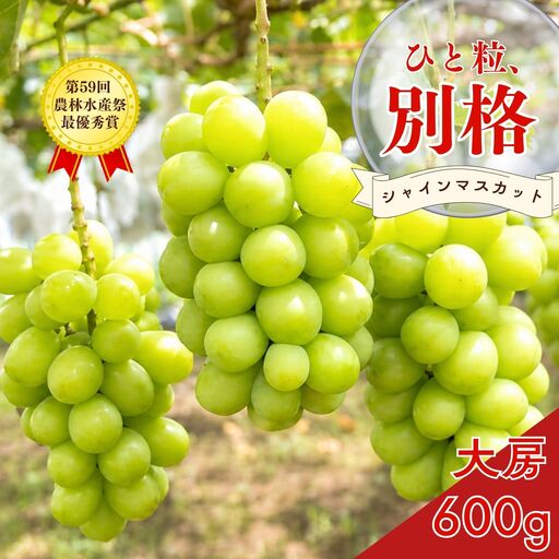 大房シャインマスカット 1房 約600g [2026年発送分] 令和8年産 シャインマスカット 新潟県三条市 果物 こひなた果樹園]