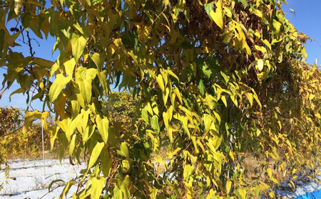 自然薯 カットパック 約600g(300g×2パック) 山芋 とろろご飯に じねんじょ [まもる農園] 【010S660】