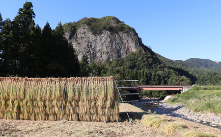 新潟県認証特別栽培米 コシヒカリ 3kg(1×3袋） 令和7年産 真空パック