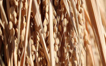 新潟県認証特別栽培米 コシヒカリ 3kg(1×3袋） 令和7年産 真空パック