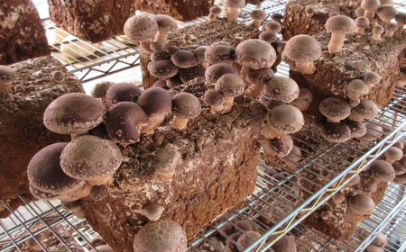 乾燥しいたけ（菌床栽培）5パックセット 干し椎茸 干ししいたけ 肉厚 出汁 新潟産 【010S559】