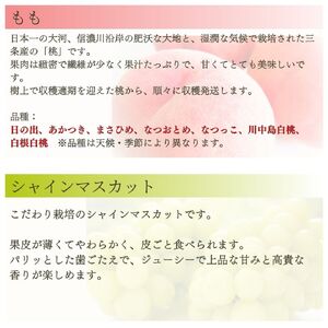 先行予約 フルーツ 定期便 全4回 フルーツ 定期便Bコース (桃3kg、シャインマスカット2房、和梨5kg、ルレクチェ3kg) 令和8年産 フルーツ 定期便 新潟県三条市 083S009