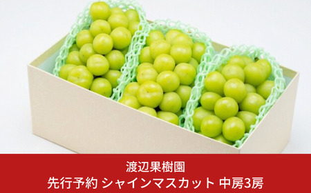 先行予約 中房 シャインマスカット 3房 (約1.5kg) 令和8年度 贈答用 渡辺果樹園