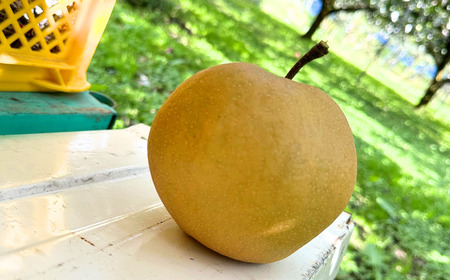 和梨 新興 自家用 約5kg 令和7年度 [三条ファームWIN] 【010S841】