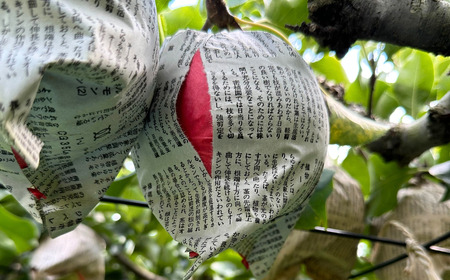 和梨 新興 自家用 約5kg 令和7年度 [三条ファームWIN] 【010S841】