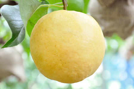 和梨 新興 約5kg 贈答用 令和7年度 新潟県 三条市産 [三条果樹専門家集団]【016P031】