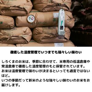  [定期便5kg×3か月] 令和6年産 無洗米 新潟県産コシヒカリ（こしひかり）計15kg 3か月（3ヵ月）連続でお届け [株式会社白熊]【021S004】