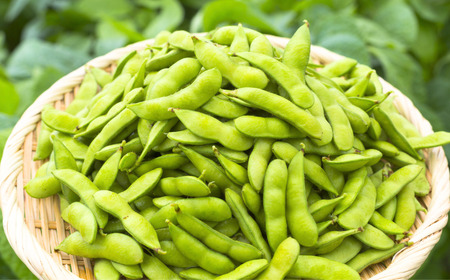 先行予約 採れたてをお届け！朝どり枝豆 2kg (1kg×2袋) 令和8年度 新潟県産 えだまめ JAえちご中越