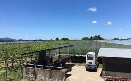 先行予約 ル レクチェ 贈答用 2kg [2025年11月下旬発送] 新潟県産 洋梨 ル レクチエ ル [岩福農園] 