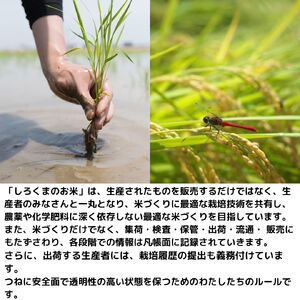 [定期便5kg×6か月] コシヒカリ 令和6年産 新潟県産コシヒカリ 計30kg コシヒカリ 6か月連続でお届け コシヒカリ 甘みのあるコシヒカリ [株式会社白熊]【038S006】