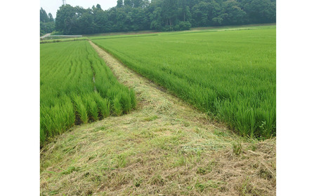 新米 新潟県産コシヒカリ 6kg (1kg×6) 特別栽培米 令和7年産 昔ながらのはざ掛け(はざかけ)真空パック  [農事組合法人ならやま]