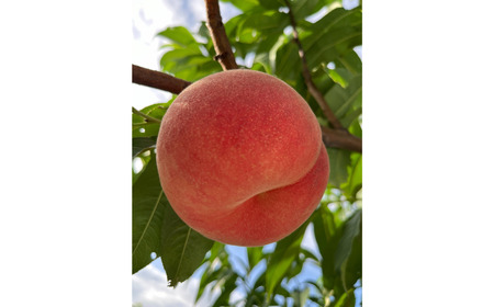 先行予約 桃 (なつっこ) 5kg 令和8年度 新潟県産 桃 さとうファーム