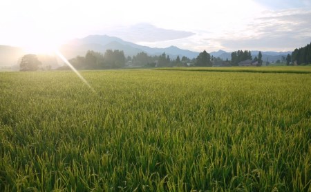 新潟県産 コシヒカリ 5kg 精米 三条市下田 令和7年 コシヒカリ