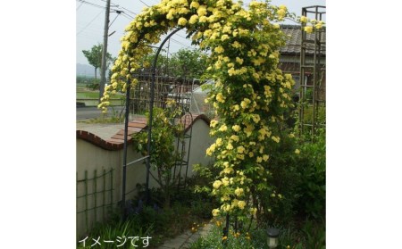 Green Garden 組立式 角パイプ製フラワーアーチ クレメント：100幅 ガーデニング シンプル 【092S003】