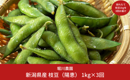 【先行予約】[枝豆 定期便 1kg×3回] 新潟県産 枝豆（陽恵） 朝採り枝豆 1kgを3回お届け [2025年発送分 ] 令和7年産 枝豆 [堀川農園] 【030S034】