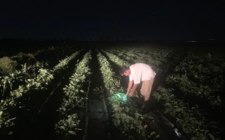 【先行予約】[枝豆 定期便 1kg×3回] 新潟県産 枝豆（陽恵） 朝採り枝豆 1kgを3回お届け [2025年発送分 ] 令和7年産 枝豆 [堀川農園] 【030S034】