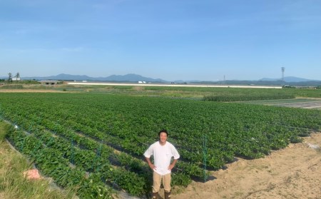 【先行予約】[枝豆 定期便 1kg×3回] 新潟県産 枝豆（陽恵） 朝採り枝豆 1kgを3回お届け [2025年発送分 ] 令和7年産 枝豆 [堀川農園] 【030S034】