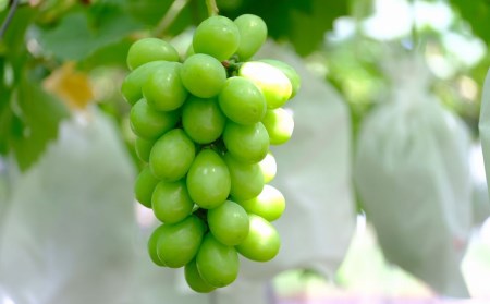 先行予約 シャインマスカット 2kg  (3~5房) 令和8年度 贈答用 渡辺果樹園