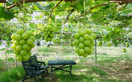 先行予約 シャインマスカット 2kg  (3~5房) 令和8年度 贈答用 渡辺果樹園