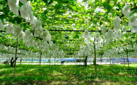先行予約 シャインマスカット 2kg  (3~5房) 令和8年度 贈答用 渡辺果樹園