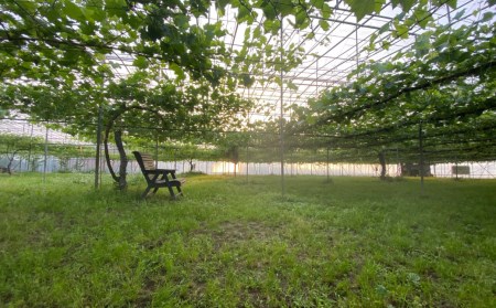 先行予約 シャインマスカット 2kg  (3~5房) 令和8年度 贈答用 渡辺果樹園