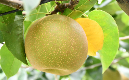 先行予約 幸水 特秀品 約5kg 糖度13度以上 厳選  和梨 新潟県産