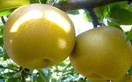 先行予約 和梨 あきづき 特秀品 約5kg 糖度13度以上を厳選 令和8年度 新潟県産 天果糖逸 JAえちご中越