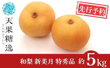 先行予約 和梨 新美月 特秀品 約5kg 糖度13度以上を厳選 令和8年度 新潟県産 天果糖逸 JAえちご中越