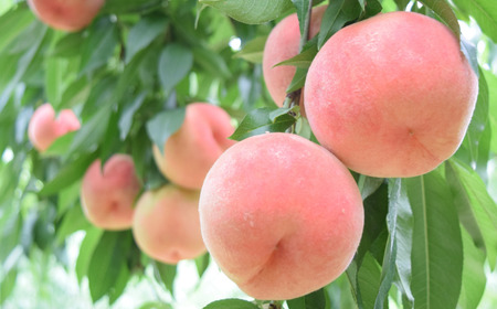 先行予約 桃 特秀品 約3kg 糖度13度以上を厳選 令和8年度 新潟県産 天果糖逸 JAえちご中越