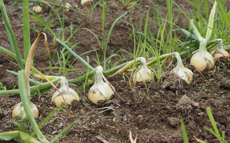 【先行予約・令和8年6月発送予定】おいしいね 新玉ねぎ サイズ無選別 8kg[ZA130]