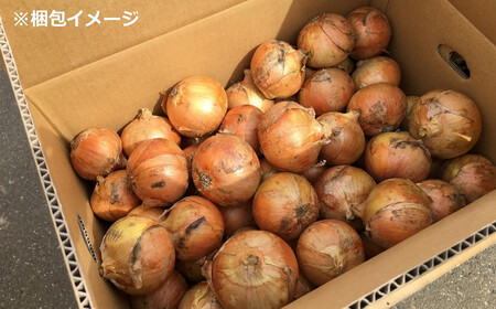 【先行予約・6月発送予定】たまねぎ サイズ不揃い 5kg（約25～30個入） 【数量・期間限定】新潟県産 訳あり 玉ねぎ [Y0017]